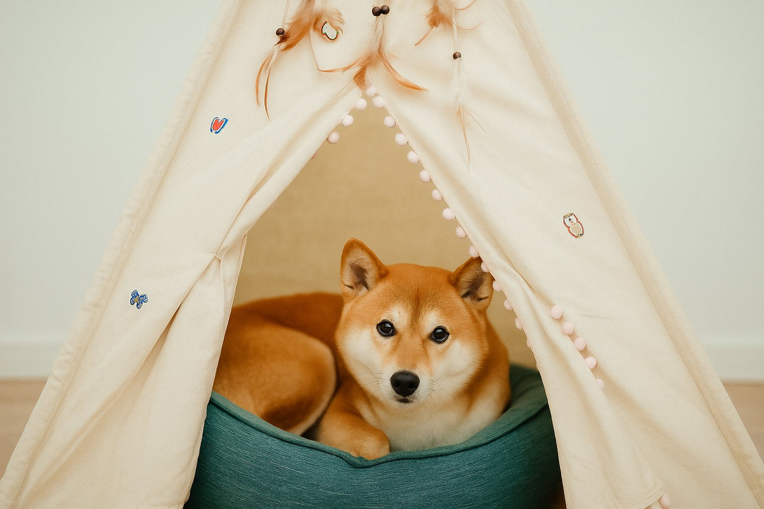 Shiba Inu vilar i blå hundbädd under tipi – Vovvebutiken