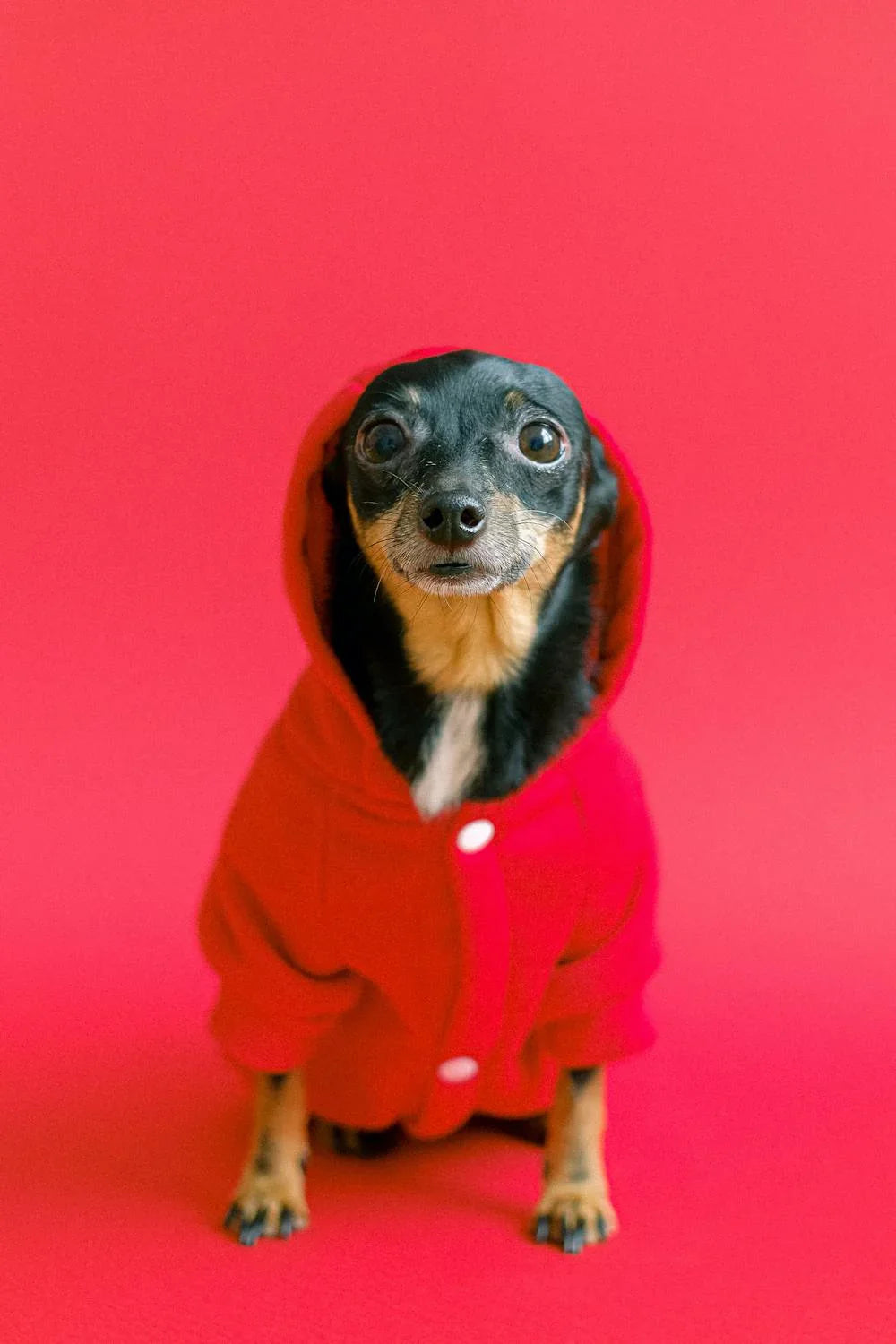 Liten hund i röd jacka på promenad – Hundkläder från Vovvebutiken
