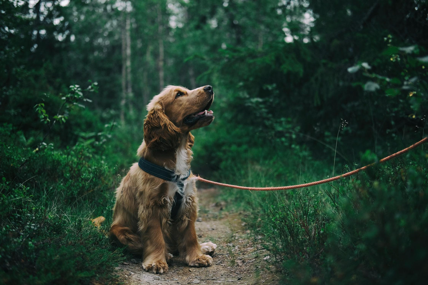 Hund med sele på promenad – Reflekterande koppel från Vovvebutiken