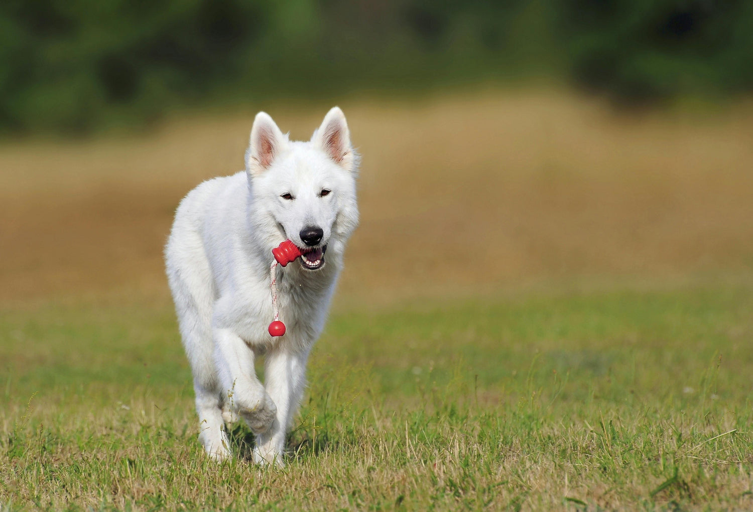Hund med leksak i munnen – Aktiverande hundleksaker från Vovvebutiken