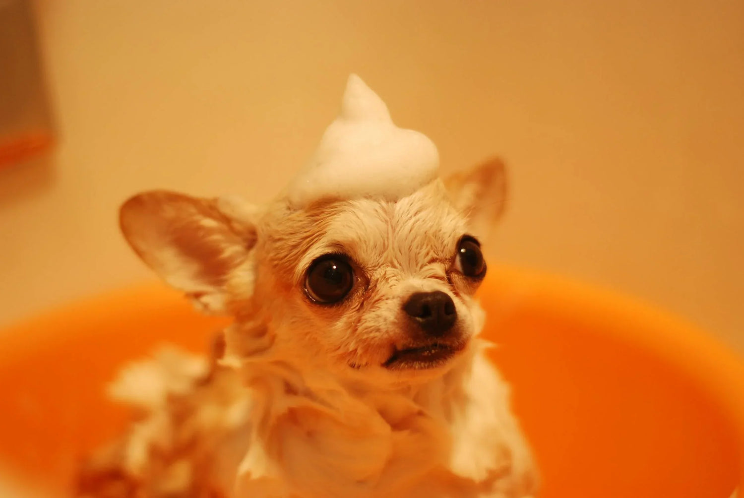 Chihuahua med skum på huvudet under bad – Hundspa från Vovvebutiken