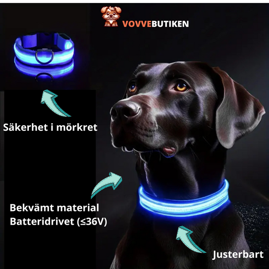 LED-halsband för hund